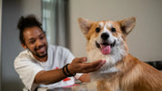 Pet Lover's Gift Guide: Presents for Them and Their Furry Friends